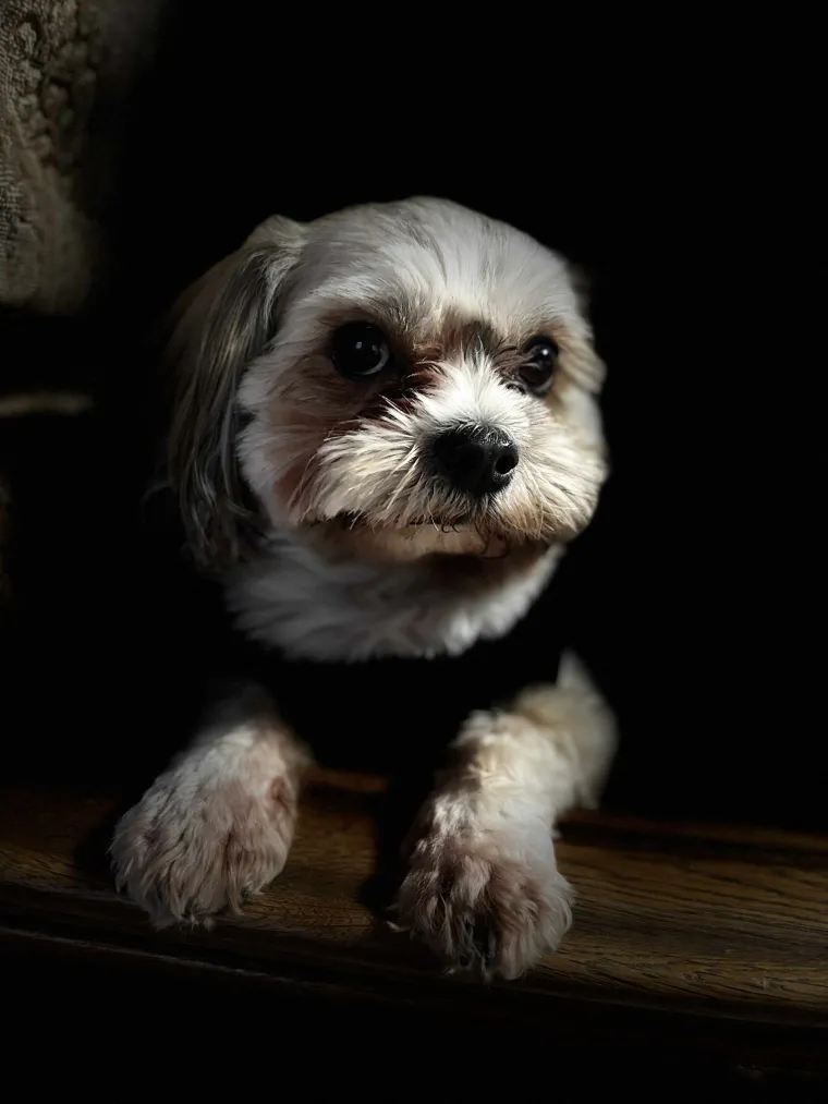 Ova &scaron;armantna pasmina je osvojila va&scaron;a srca: Izdvojili smo 40 koji su nas raznježili