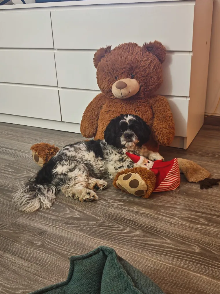 Ova &scaron;armantna pasmina je osvojila va&scaron;a srca: Izdvojili smo 40 koji su nas raznježili