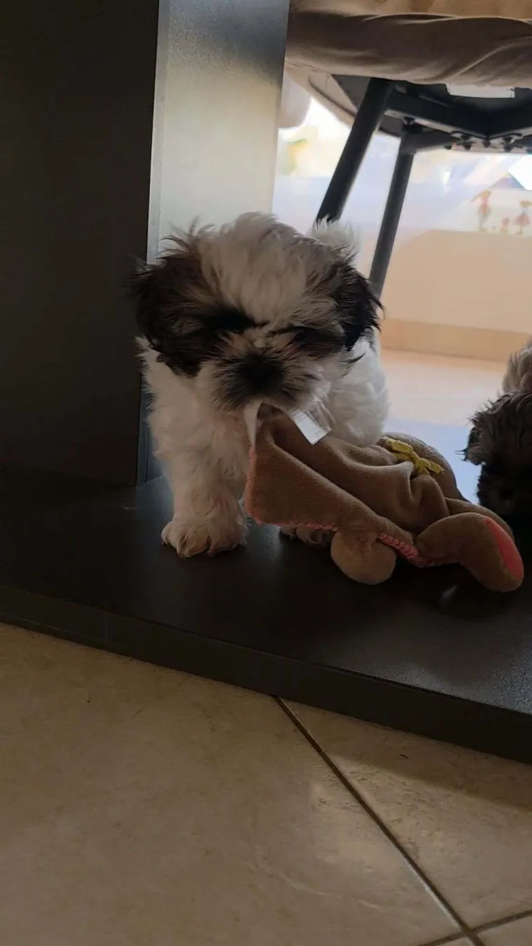 Ova &scaron;armantna pasmina je osvojila va&scaron;a srca: Izdvojili smo 40 koji su nas raznježili