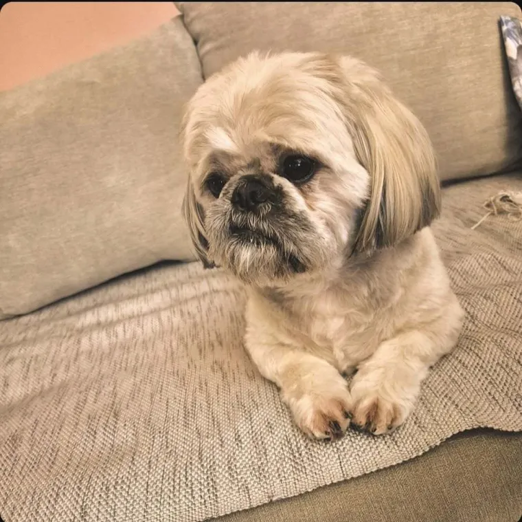 Ova &scaron;armantna pasmina je osvojila va&scaron;a srca: Izdvojili smo 40 koji su nas raznježili