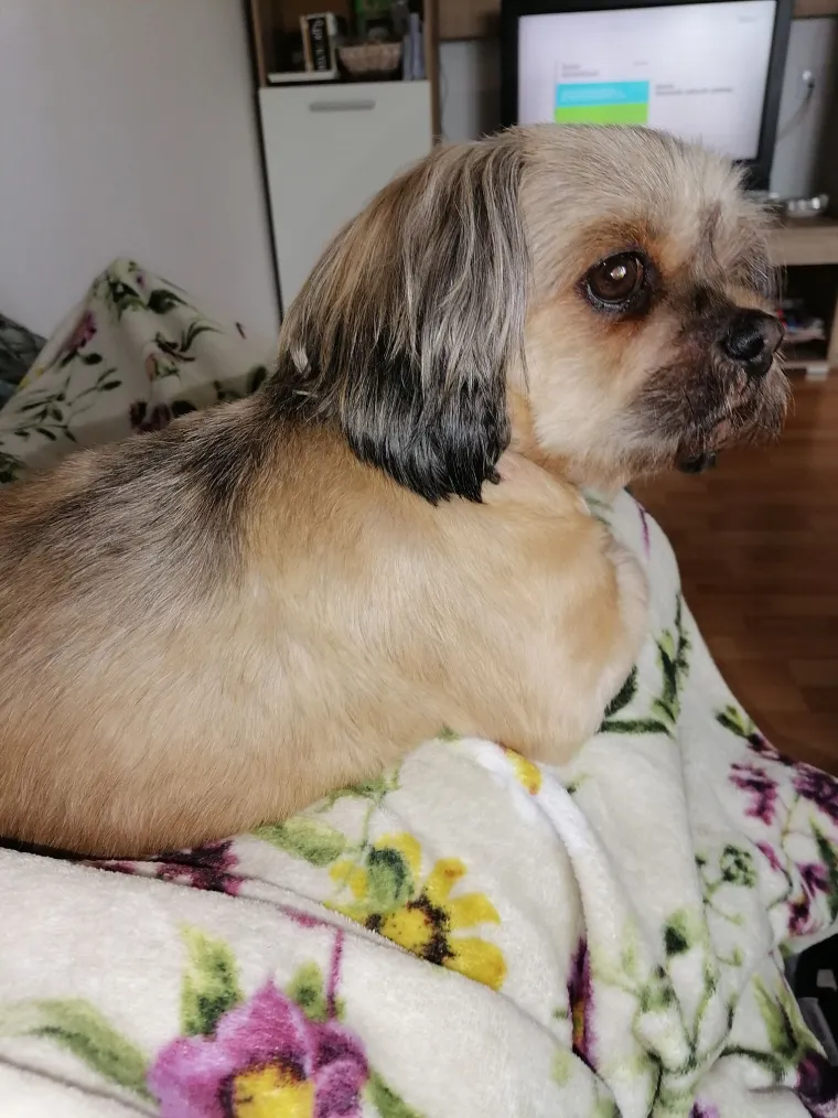 Ova &scaron;armantna pasmina je osvojila va&scaron;a srca: Izdvojili smo 40 koji su nas raznježili