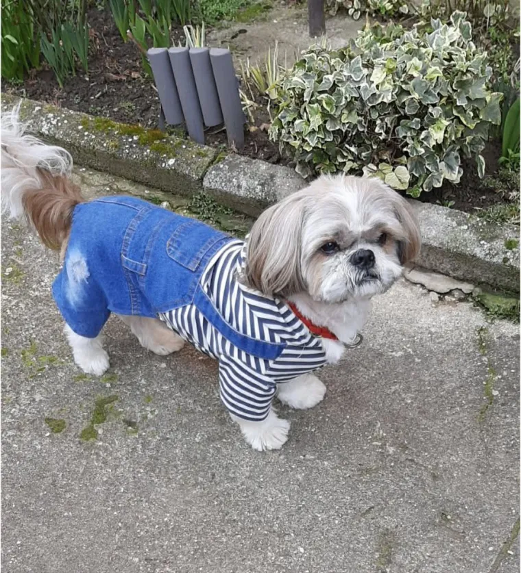 Ova &scaron;armantna pasmina je osvojila va&scaron;a srca: Izdvojili smo 40 koji su nas raznježili