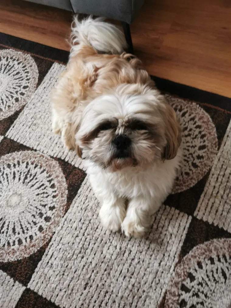 Ova &scaron;armantna pasmina je osvojila va&scaron;a srca: Izdvojili smo 40 koji su nas raznježili