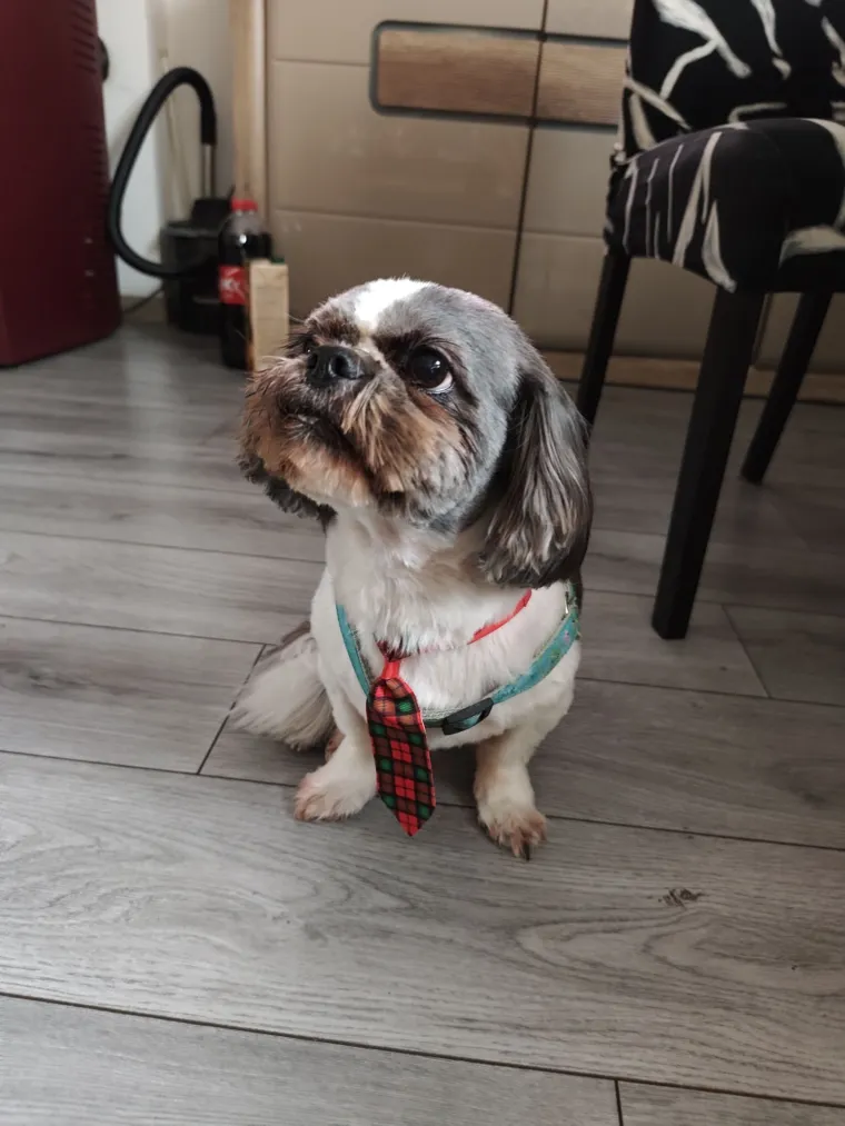 Ova &scaron;armantna pasmina je osvojila va&scaron;a srca: Izdvojili smo 40 koji su nas raznježili