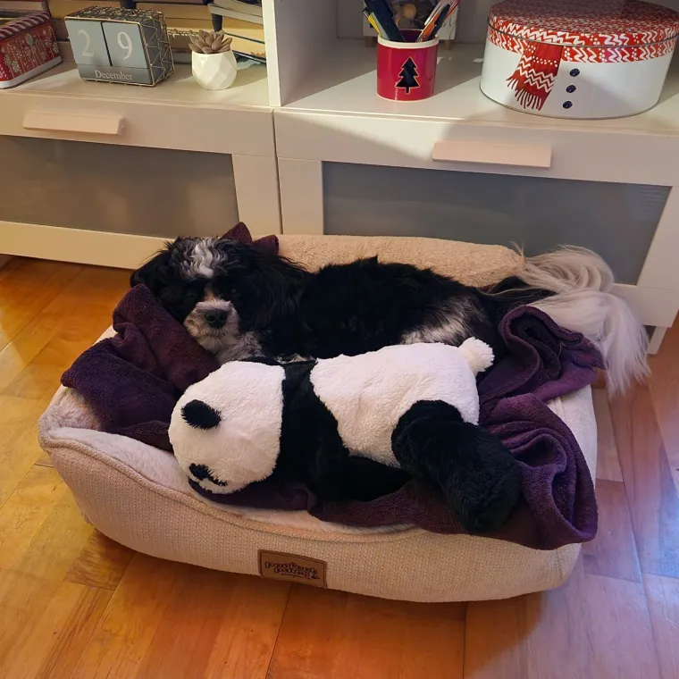 Ova &scaron;armantna pasmina je osvojila va&scaron;a srca: Izdvojili smo 40 koji su nas raznježili