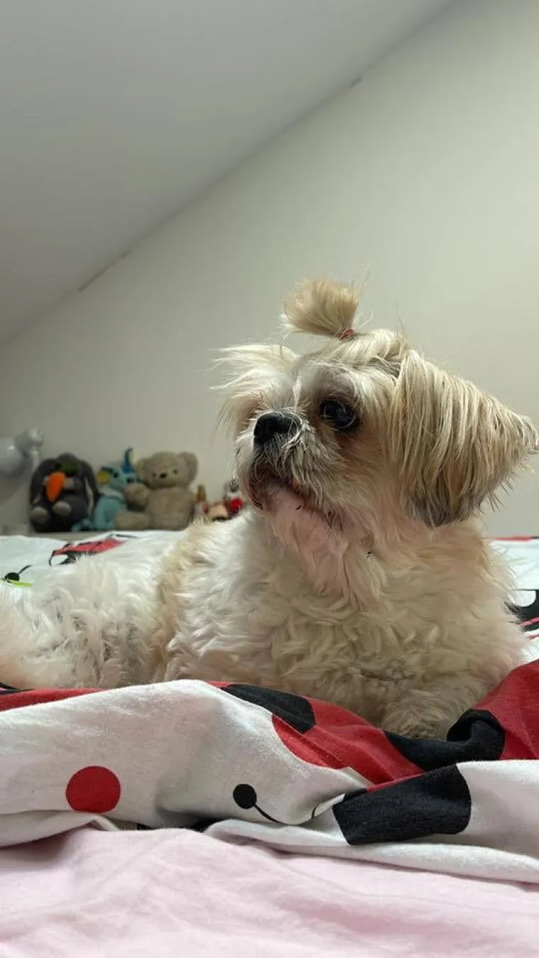 Ova &scaron;armantna pasmina je osvojila va&scaron;a srca: Izdvojili smo 40 koji su nas raznježili