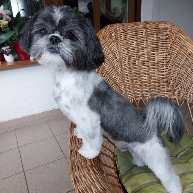 Ova &scaron;armantna pasmina je osvojila va&scaron;a srca: Izdvojili smo 40 koji su nas raznježili