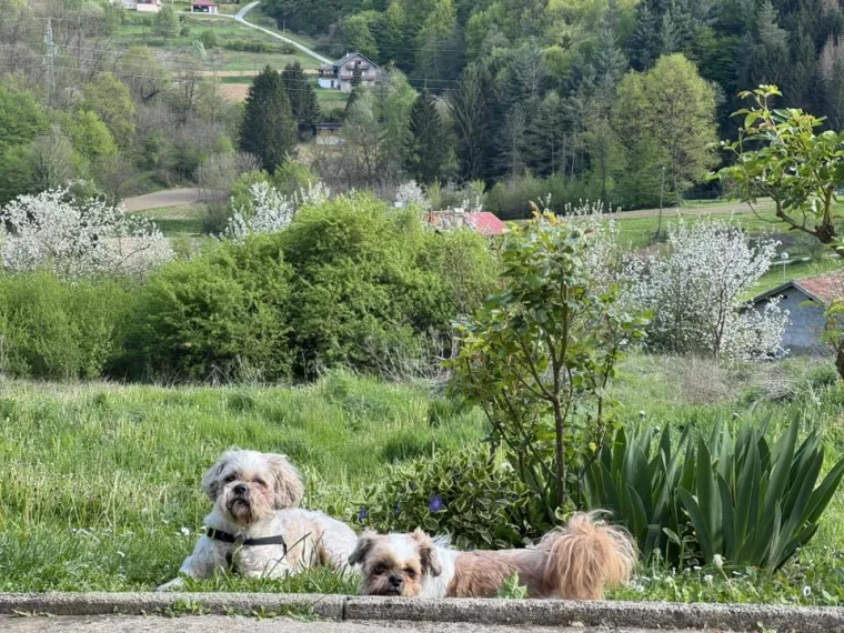 Ova &scaron;armantna pasmina je osvojila va&scaron;a srca: Izdvojili smo 40 koji su nas raznježili