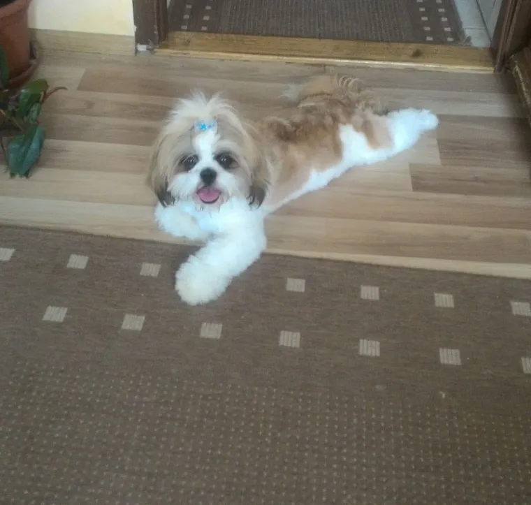 Ova &scaron;armantna pasmina je osvojila va&scaron;a srca: Izdvojili smo 40 koji su nas raznježili