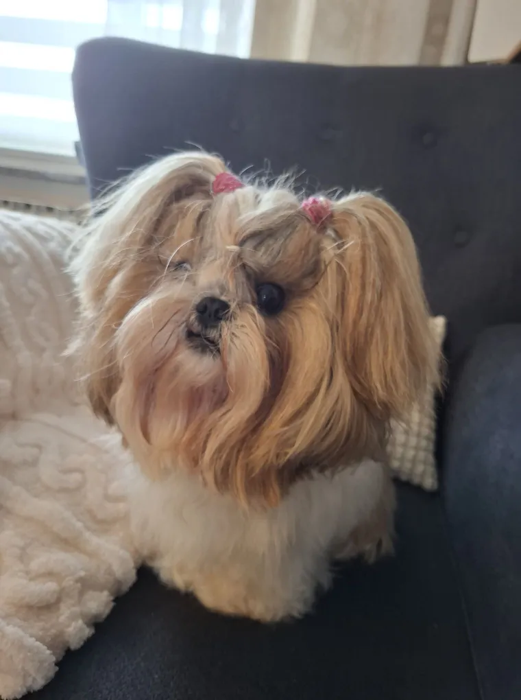 Ova &scaron;armantna pasmina je osvojila va&scaron;a srca: Izdvojili smo 40 koji su nas raznježili