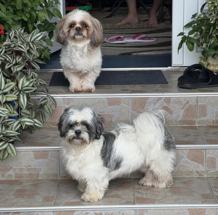 Ova &scaron;armantna pasmina je osvojila va&scaron;a srca: Izdvojili smo 40 koji su nas raznježili