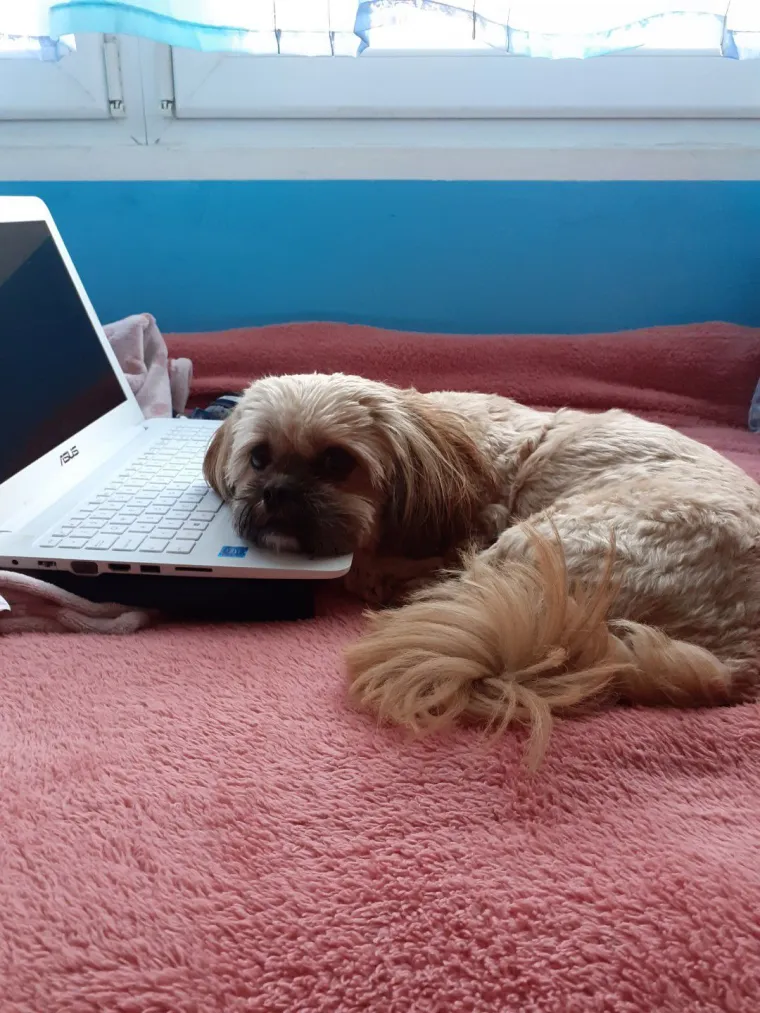 Ova &scaron;armantna pasmina je osvojila va&scaron;a srca: Izdvojili smo 40 koji su nas raznježili