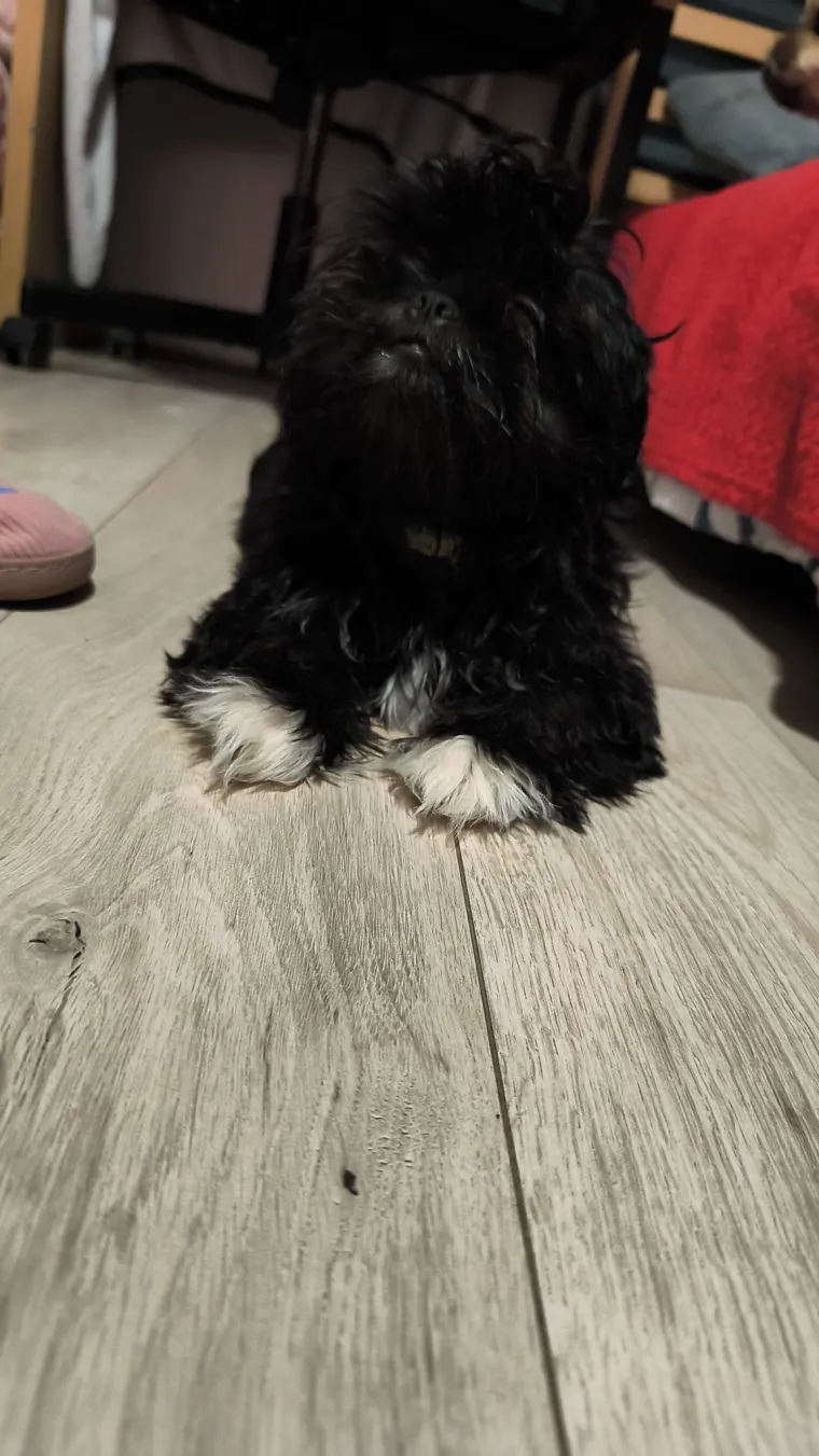 Ova &scaron;armantna pasmina je osvojila va&scaron;a srca: Izdvojili smo 40 koji su nas raznježili