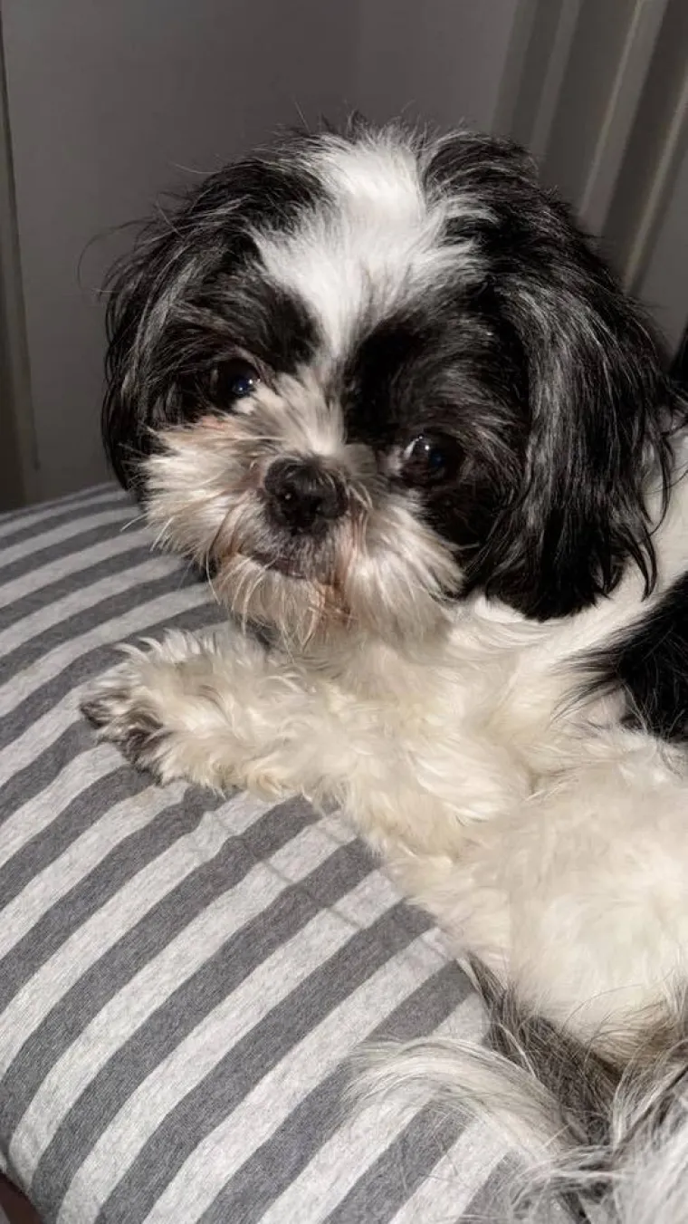 Ova &scaron;armantna pasmina je osvojila va&scaron;a srca: Izdvojili smo 40 koji su nas raznježili