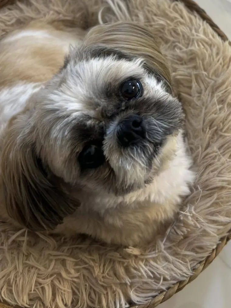 Ova &scaron;armantna pasmina je osvojila va&scaron;a srca: Izdvojili smo 40 koji su nas raznježili