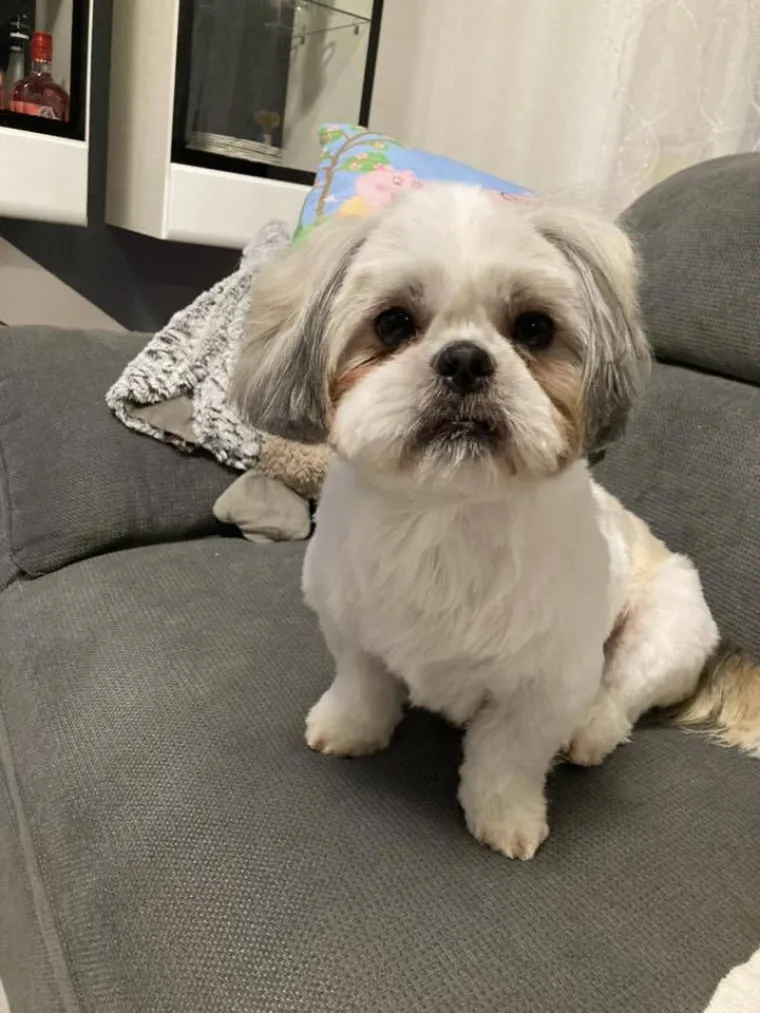 Ova &scaron;armantna pasmina je osvojila va&scaron;a srca: Izdvojili smo 40 koji su nas raznježili