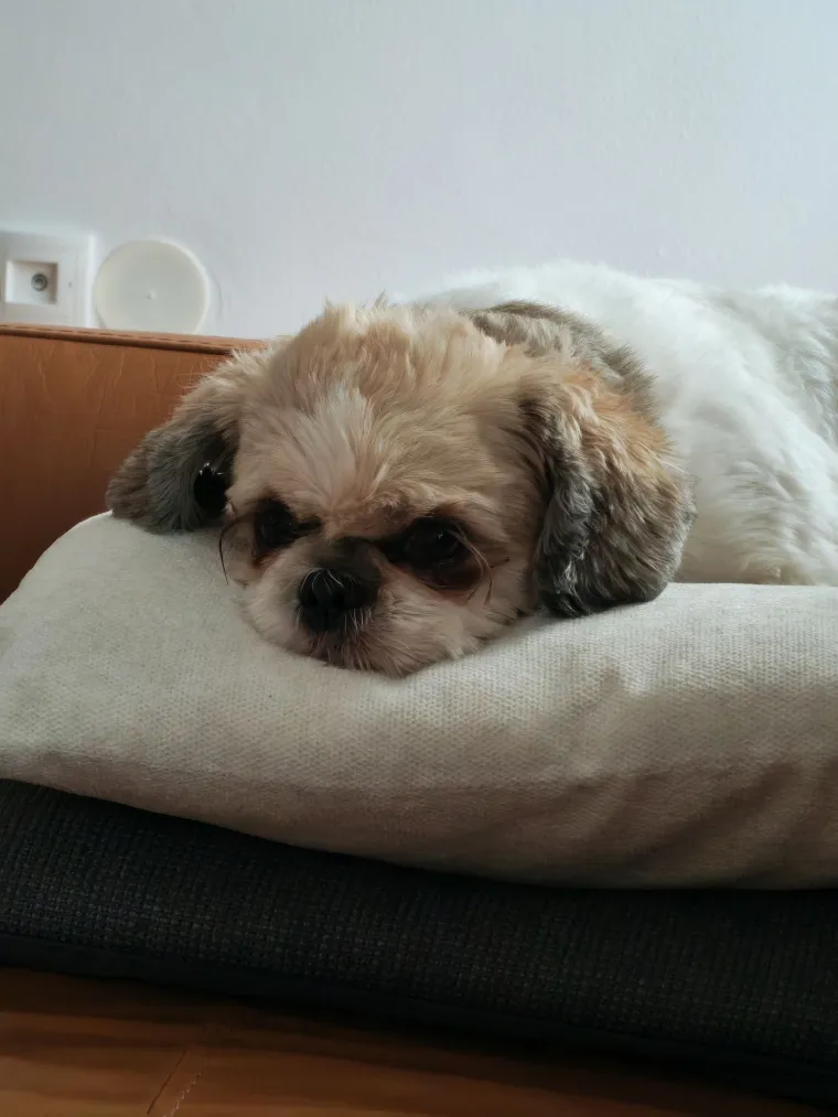 Ova &scaron;armantna pasmina je osvojila va&scaron;a srca: Izdvojili smo 40 koji su nas raznježili