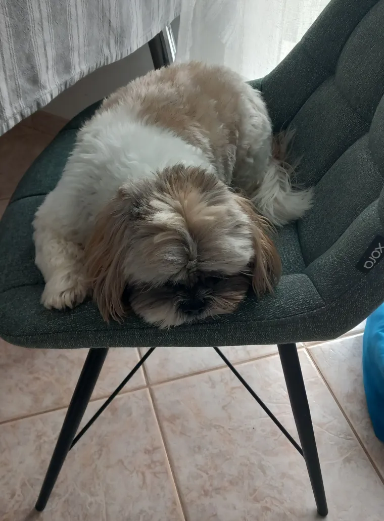 Ova &scaron;armantna pasmina je osvojila va&scaron;a srca: Izdvojili smo 40 koji su nas raznježili