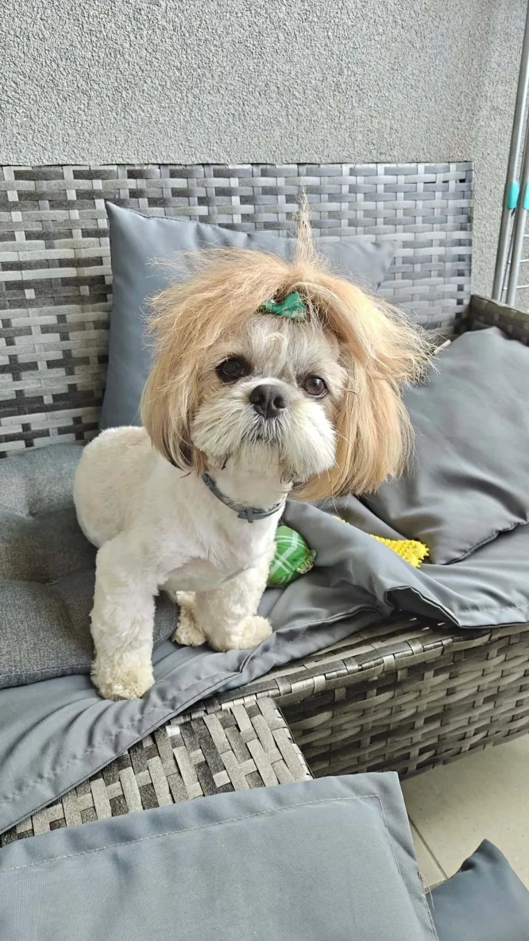 Ova &scaron;armantna pasmina je osvojila va&scaron;a srca: Izdvojili smo 40 koji su nas raznježili