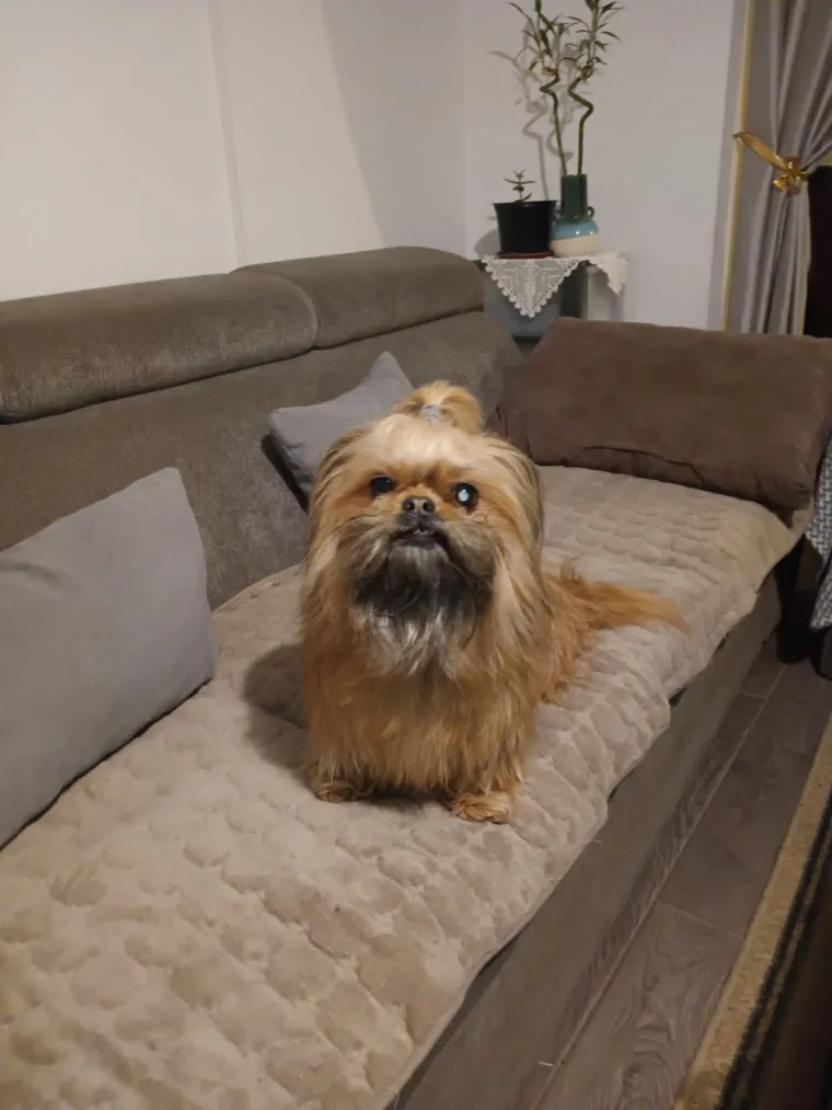 Ova &scaron;armantna pasmina je osvojila va&scaron;a srca: Izdvojili smo 40 koji su nas raznježili