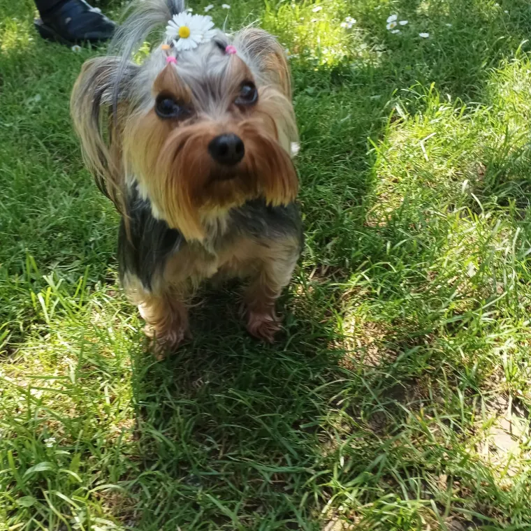 Ova &scaron;armantna pasmina je osvojila va&scaron;a srca: Izdvojili smo 40 koji su nas raznježili