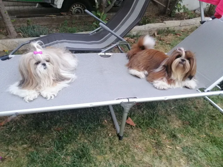 Ova &scaron;armantna pasmina je osvojila va&scaron;a srca: Izdvojili smo 40 koji su nas raznježili