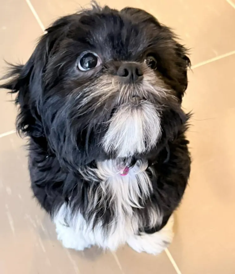 Ova &scaron;armantna pasmina je osvojila va&scaron;a srca: Izdvojili smo 40 koji su nas raznježili