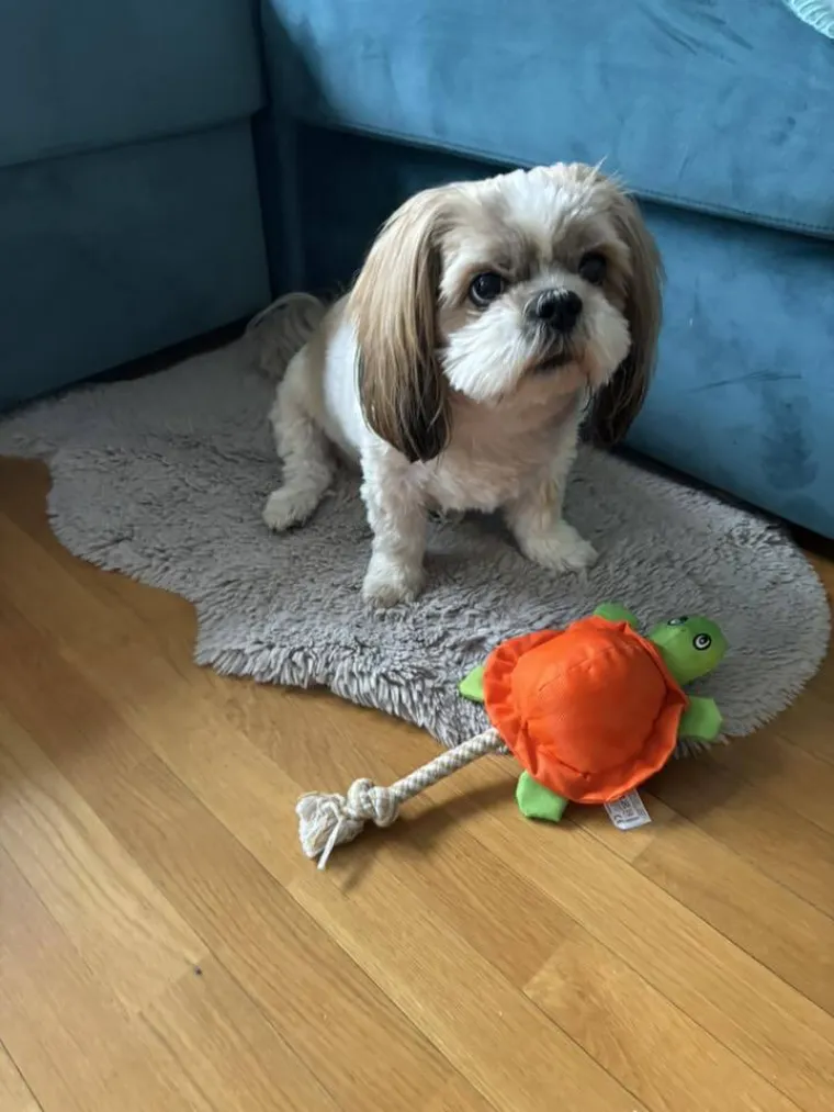 Ova &scaron;armantna pasmina je osvojila va&scaron;a srca: Izdvojili smo 40 koji su nas raznježili