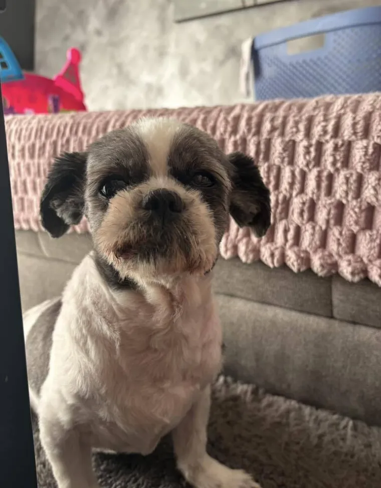 Ova &scaron;armantna pasmina je osvojila va&scaron;a srca: Izdvojili smo 40 koji su nas raznježili