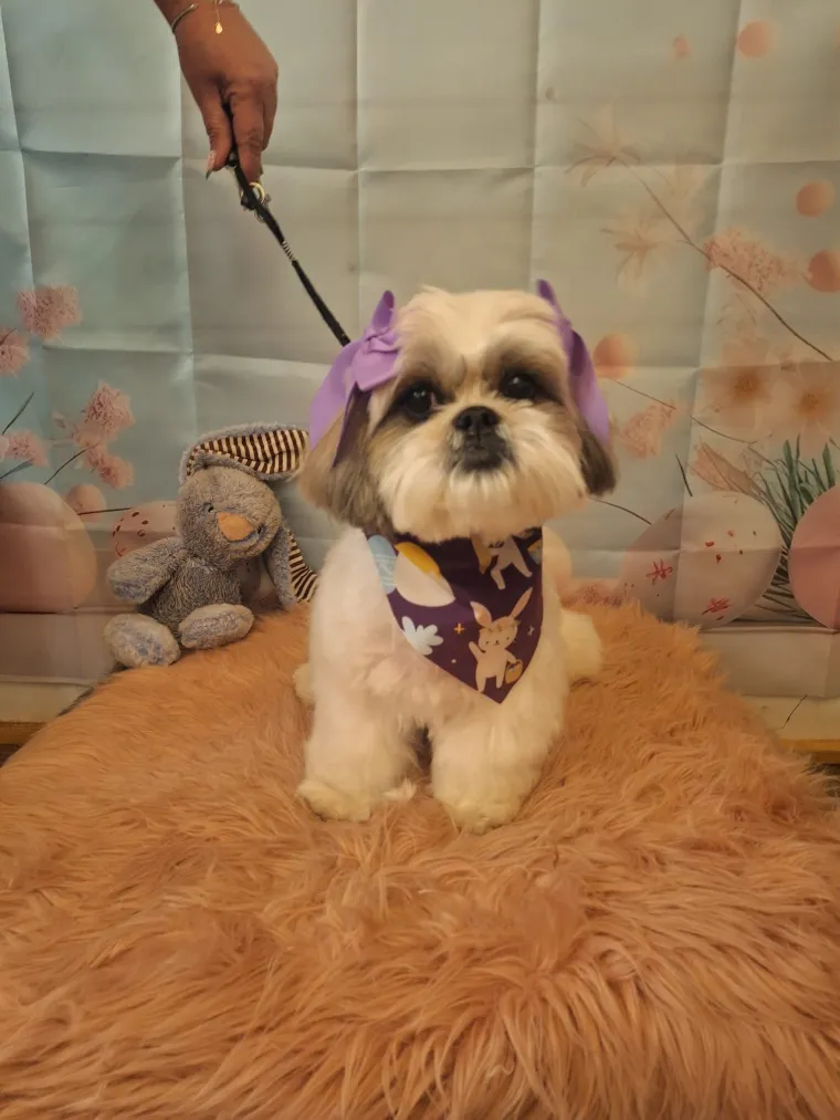 Ova &scaron;armantna pasmina je osvojila va&scaron;a srca: Izdvojili smo 40 koji su nas raznježili