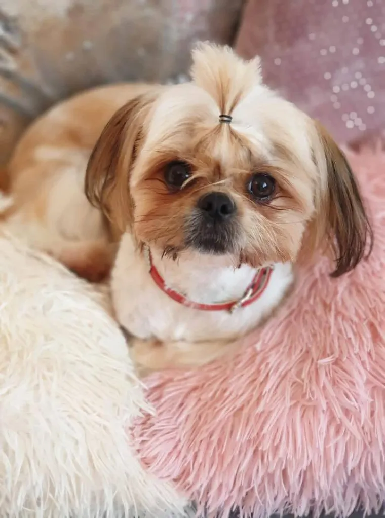 Ova &scaron;armantna pasmina je osvojila va&scaron;a srca: Izdvojili smo 40 koji su nas raznježili