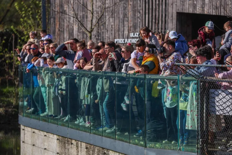 Pisanice su hit u zagrebačkom ZOO-u! Pogledajte kako ih tamane medvjedi, majmuni i ostala družina