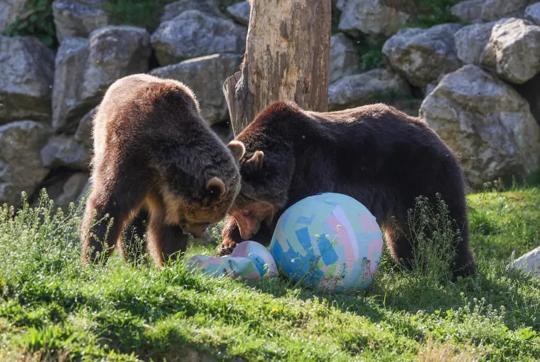Pisanice su hit u zagrebačkom ZOO-u! Pogledajte kako ih tamane medvjedi, majmuni i ostala družina