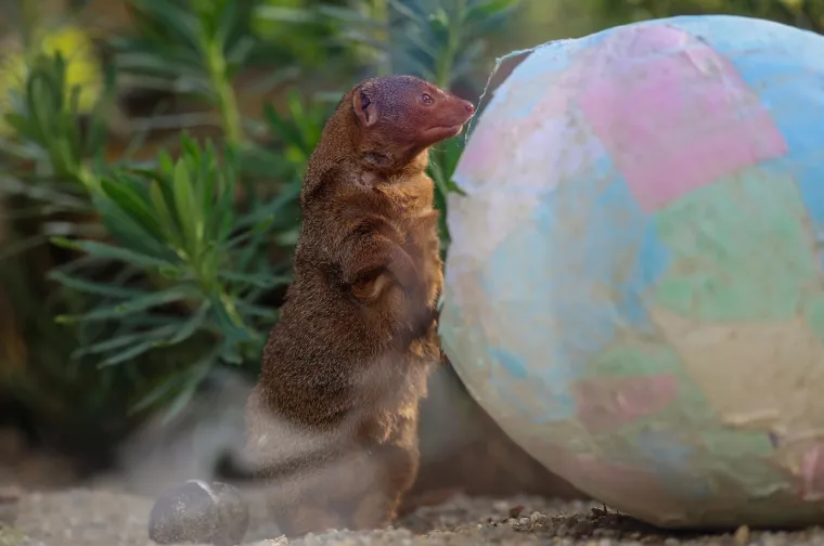 Pisanice su hit u zagrebačkom ZOO-u! Pogledajte kako ih tamane medvjedi, majmuni i ostala družina