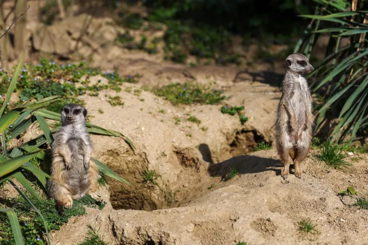Pisanice su hit u zagrebačkom ZOO-u! Pogledajte kako ih tamane medvjedi, majmuni i ostala družina