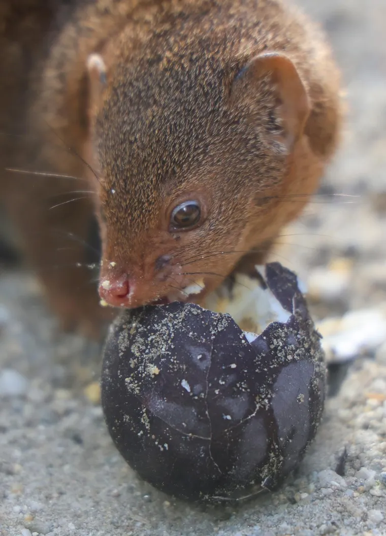 Pisanice su hit u zagrebačkom ZOO-u! Pogledajte kako ih tamane medvjedi, majmuni i ostala družina
