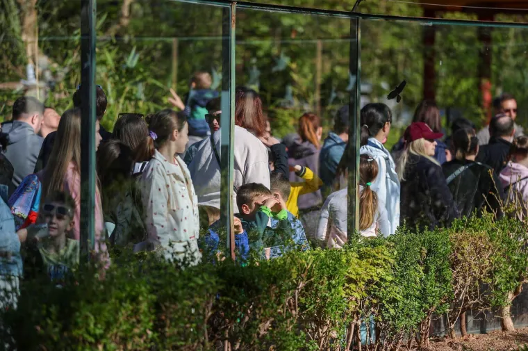 Pisanice su hit u zagrebačkom ZOO-u! Pogledajte kako ih tamane medvjedi, majmuni i ostala družina