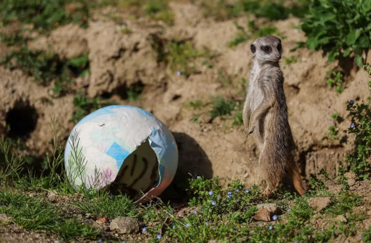 Pisanice su hit u zagrebačkom ZOO-u! Pogledajte kako ih tamane medvjedi, majmuni i ostala družina