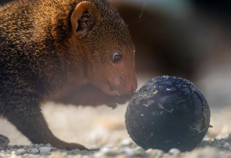 Pisanice su hit u zagrebačkom ZOO-u! Pogledajte kako ih tamane medvjedi, majmuni i ostala družina