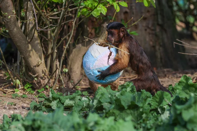 Pisanice su hit u zagrebačkom ZOO-u! Pogledajte kako ih tamane medvjedi, majmuni i ostala družina