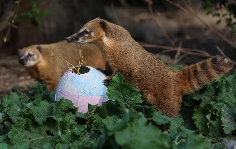 Pisanice su hit u zagrebačkom ZOO-u! Pogledajte kako ih tamane medvjedi, majmuni i ostala družina