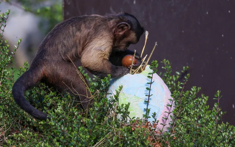 Pisanice su hit u zagrebačkom ZOO-u! Pogledajte kako ih tamane medvjedi, majmuni i ostala družina
