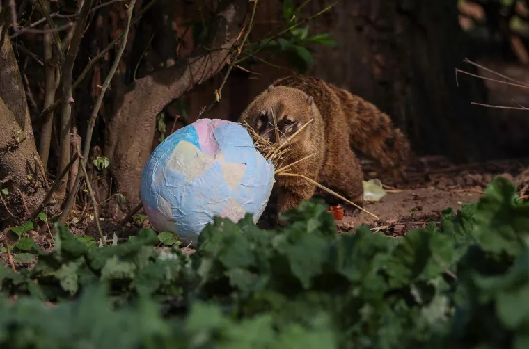 Pisanice su hit u zagrebačkom ZOO-u! Pogledajte kako ih tamane medvjedi, majmuni i ostala družina