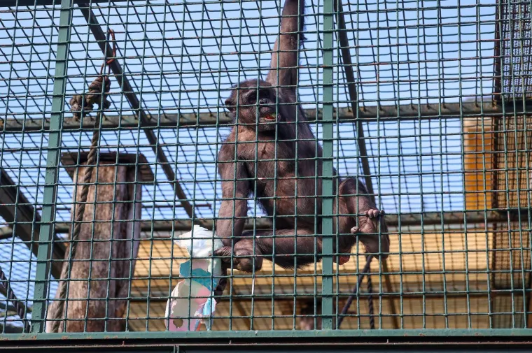 Pisanice su hit u zagrebačkom ZOO-u! Pogledajte kako ih tamane medvjedi, majmuni i ostala družina