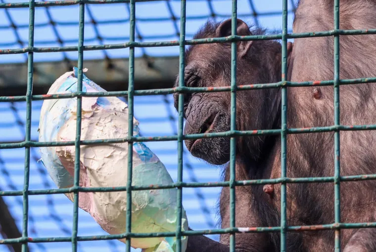 Pisanice su hit u zagrebačkom ZOO-u! Pogledajte kako ih tamane medvjedi, majmuni i ostala družina
