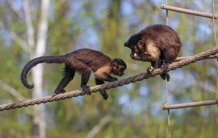 Pisanice su hit u zagrebačkom ZOO-u! Pogledajte kako ih tamane medvjedi, majmuni i ostala družina