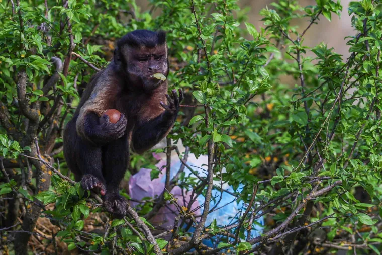 Pisanice su hit u zagrebačkom ZOO-u! Pogledajte kako ih tamane medvjedi, majmuni i ostala družina