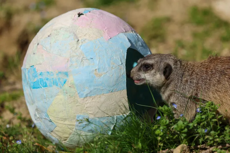 Pisanice su hit u zagrebačkom ZOO-u! Pogledajte kako ih tamane medvjedi, majmuni i ostala družina