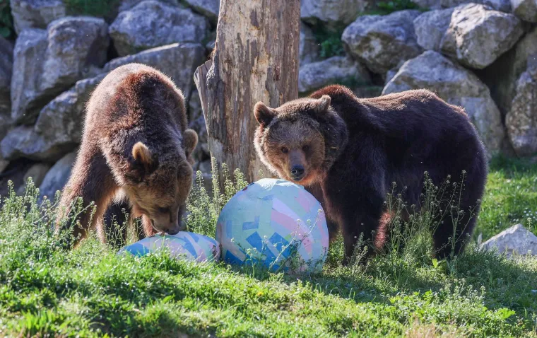 Pisanice su hit u zagrebačkom ZOO-u! Pogledajte kako ih tamane medvjedi, majmuni i ostala družina