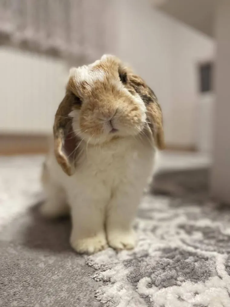 Topli i inteligentni: U moru čupavih u&scaron;iju i &scaron;apica, jedva smo izdvojili 40 fotografija